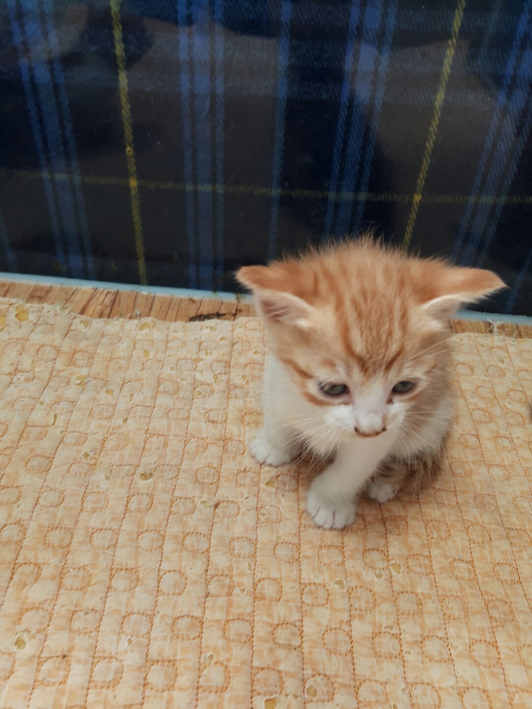 보호중 한국 고양이…